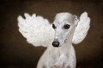 Whippet Portrait