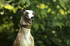 Whippet Portrait