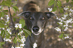 stehender Whippet
