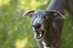 stehender Whippet