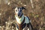 stehender Whippet