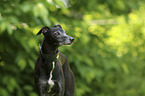 stehender Whippet