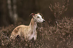 Whippet in der Heide