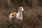 Whippet in der Heide