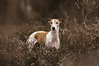 Whippet in der Heide