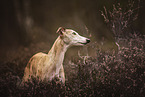 Whippet Portrait