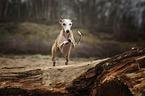 springender Whippet