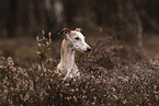 Whippet Portrait