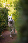 rennender Whippet