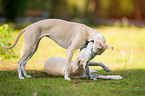 2 Whippets