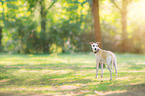 stehender Whippet