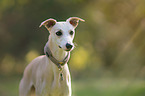 Whippet Portrait