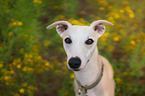 Whippet Portrait