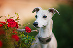 Whippet Portrait