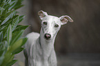 Whippet
