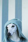 Whippet Portrait