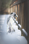 Whippet im Winter