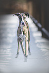 Whippet im Winter