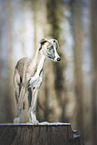 Whippet im Winter