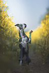 Whippet H�ndin