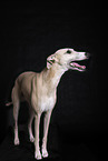 Whippet im Studio