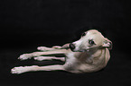 Whippet im Studio