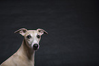Whippet im Studio