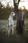 einj�hriger Whippet