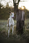 einj�hriger Whippet