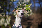 einj�hriger Whippet