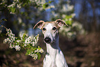 einj�hriger Whippet