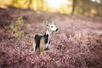 Whippet im Sommer