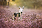 Whippet im Sommer
