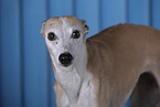 Whippet