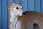 Whippet