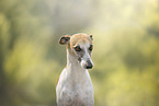 Whippet