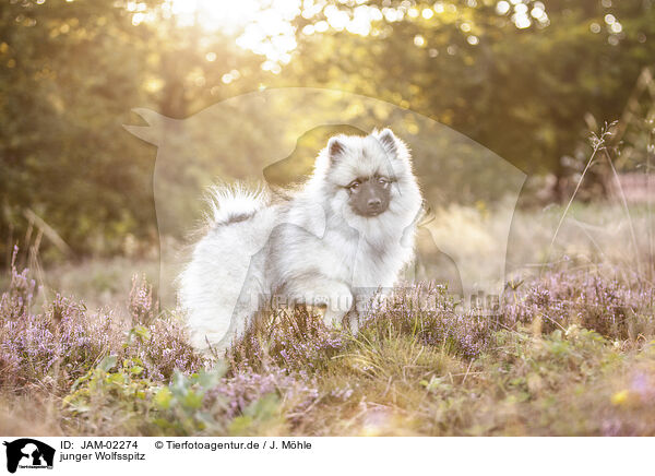junger Wolfsspitz / young Keeshond / JAM-02274