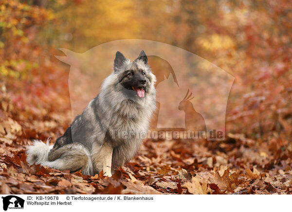 Wolfsspitz im Herbst / Keeshond in autumn / KB-19678