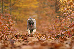 Wolfsspitz im Herbst