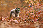 Wolfsspitz im Herbst