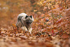 Wolfsspitz im Herbst