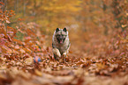 Wolfsspitz im Herbst