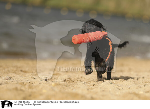 Working Cocker Spaniel / KB-15869