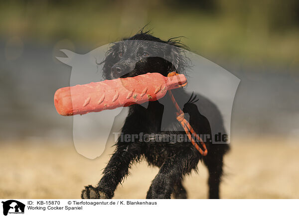 Working Cocker Spaniel / KB-15870