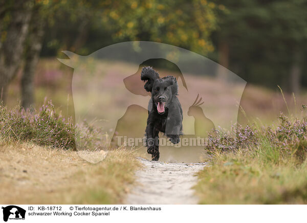 schwarzer Working Cocker Spaniel / black Working Cocker Spaniel / KB-18712