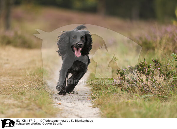 schwarzer Working Cocker Spaniel / black Working Cocker Spaniel / KB-18713