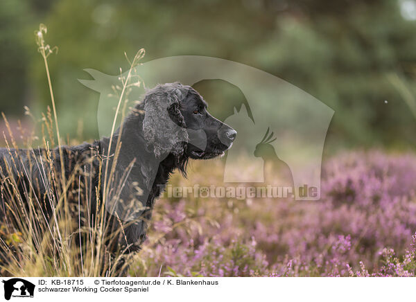 schwarzer Working Cocker Spaniel / black Working Cocker Spaniel / KB-18715