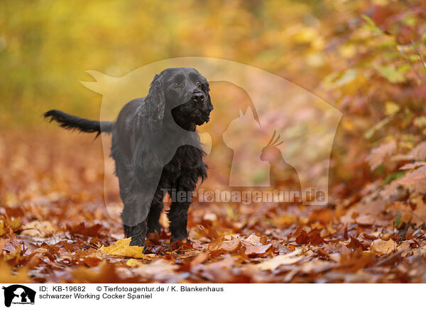 schwarzer Working Cocker Spaniel / black Working Cocker Spaniel / KB-19682