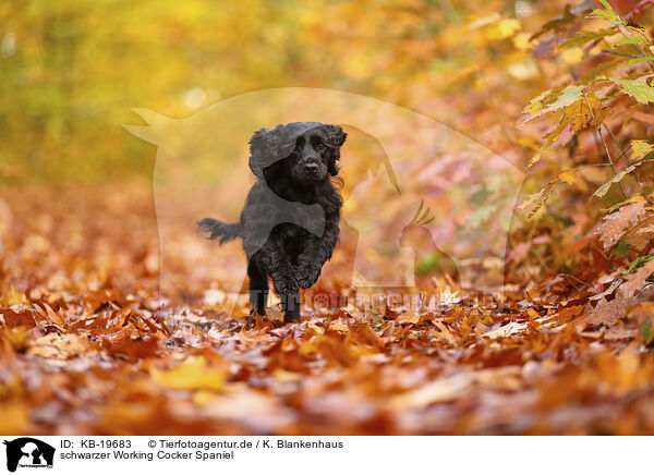 schwarzer Working Cocker Spaniel / black Working Cocker Spaniel / KB-19683