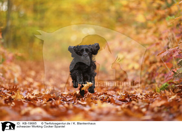 schwarzer Working Cocker Spaniel / KB-19685